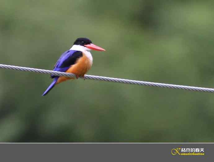 激情“白领凤鹛”和艳丽“蓝翡翠”