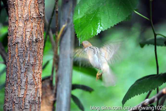 讲卫生的小麻雀（纪实版）