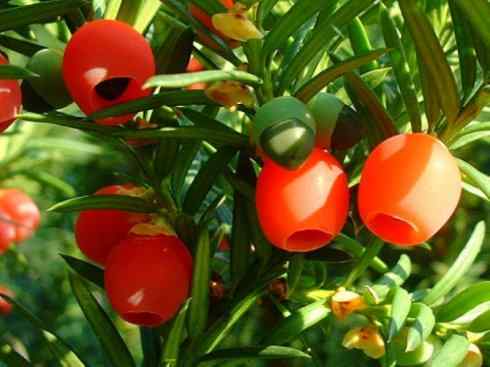 鱼类活化石：月眼鱼