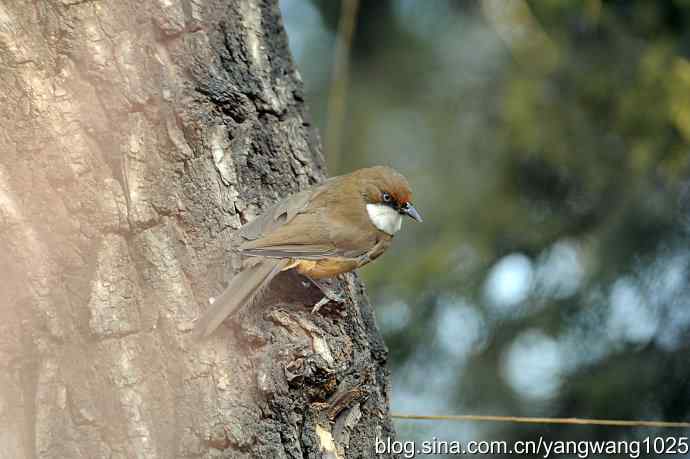 北京又现新品种(白喉噪鹛) wbr2