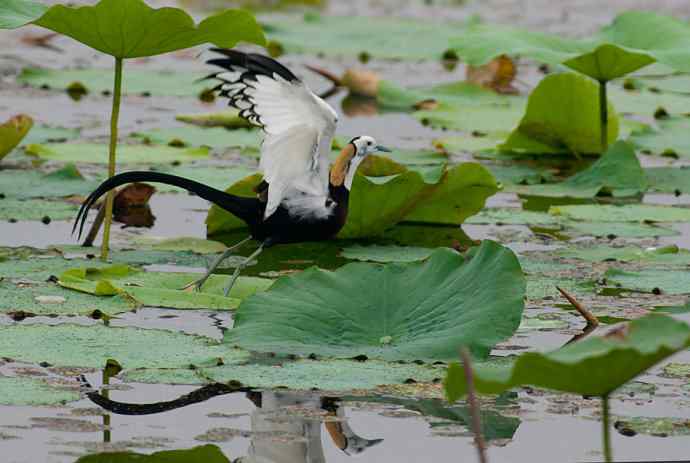 水雉：凌波一跃百媚生*