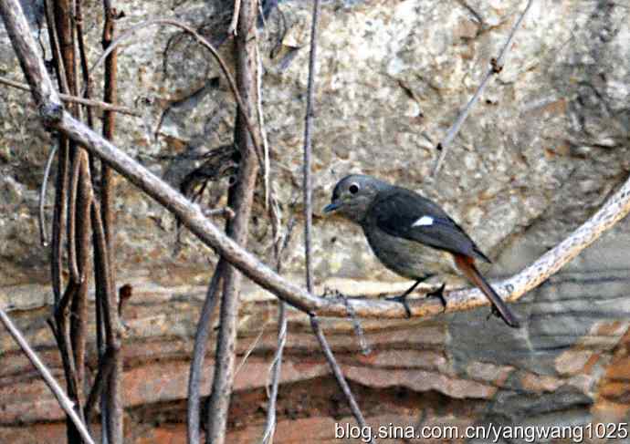 自然和谐的日坛公园（北红尾鸲）