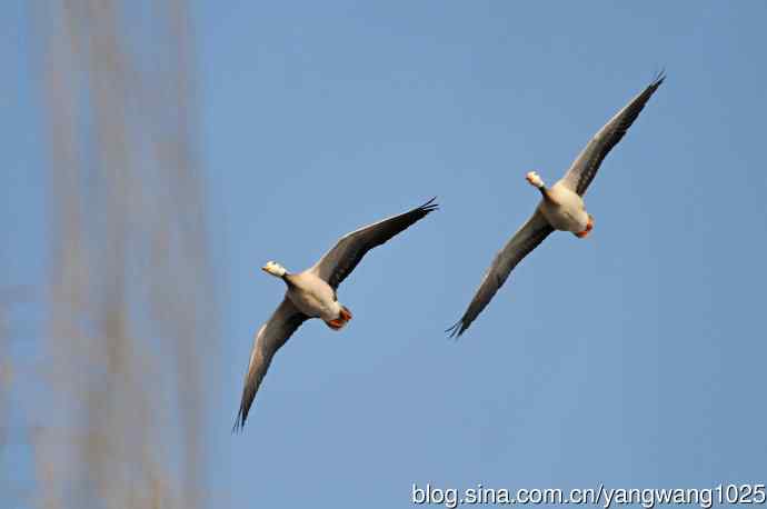 斑头雁（抓拍）13