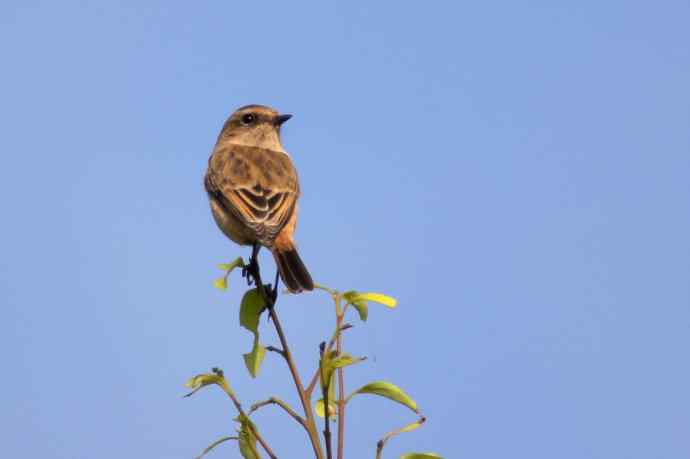 近几天拍到的鸟（拍鸟季来了鈥斺敼！）