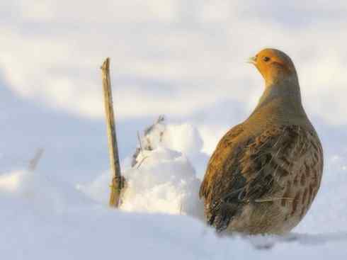 鸟类之最:灰山鹑