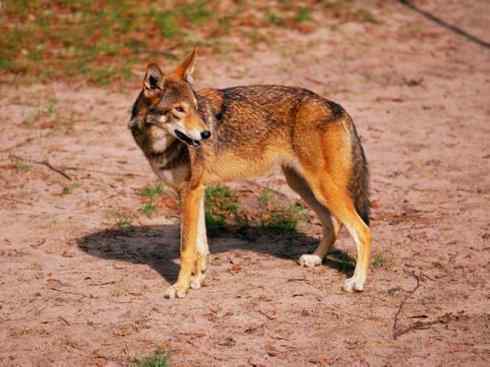 狈：传说的兽原型探秘（狼）