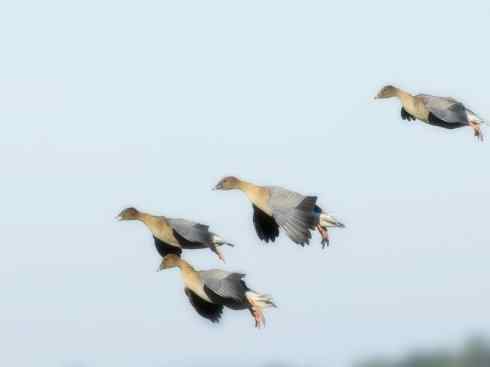 自然奇观：动物大迁徙(游禽)