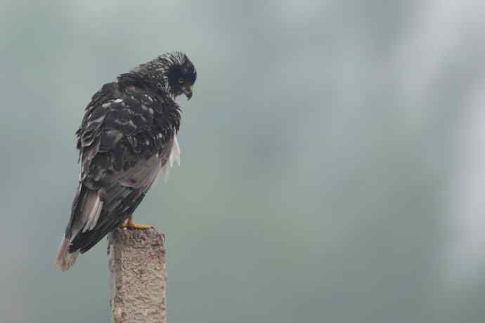 野鸭湖站桩的大鸟（偶尔飞版）