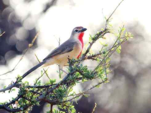 雀鸟也彪悍：空中精灵(燕鵙科)