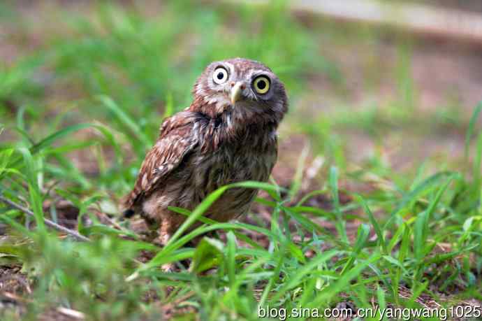 纵纹腹小鸮（2）