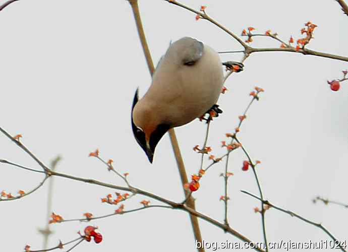 大太平.小太平(植物园) 大太平.小太平(植物园)