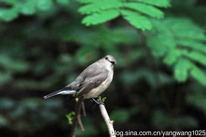 红喉姬鹟（10）