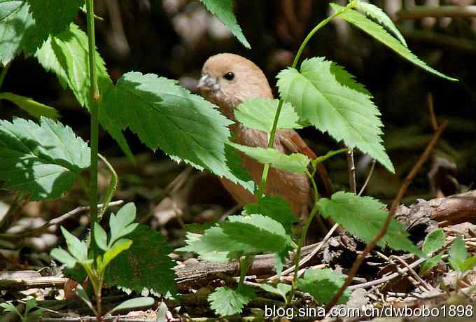 朱雀和北宫的鸟