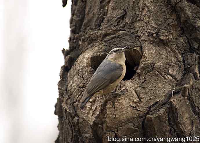 黑头鳾（shi）的小家