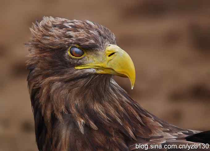 挑战鹰眼（组图，8张图片）
