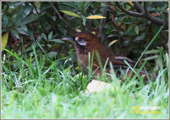 噪鹛系列之一：灰翅噪鹛【照片】