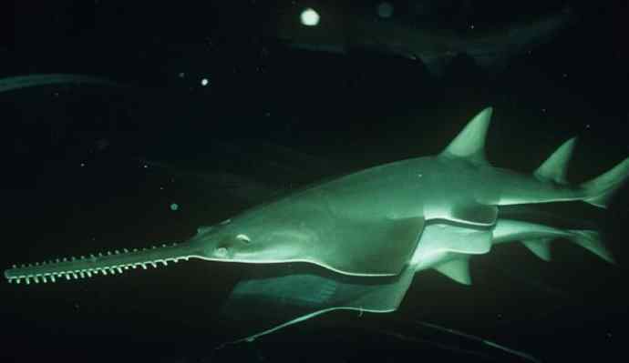 鱼类活化石:锯鳐 鱼类活化石:锯鳐