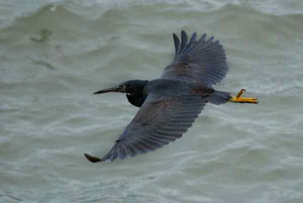 珠海独行（五）,收获岩鹭篇（组图）