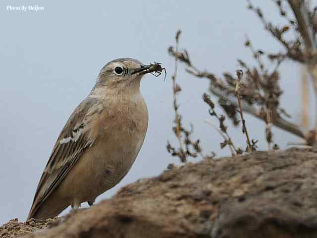野鸭湖拍摄纪实(黄头鹡鸰及其它) 野鸭湖拍摄纪实(黄头鹡鸰及其它)