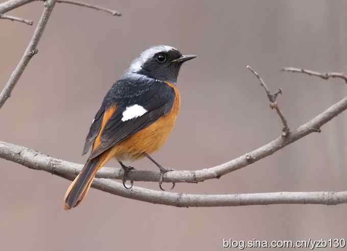 春节过后首次擦枪(组图)