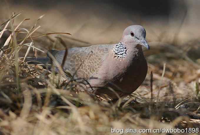 赤颈鸫和珠颈斑鸠