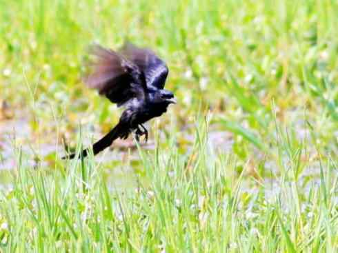 雀鸟也彪悍：黑侠（黑卷尾）