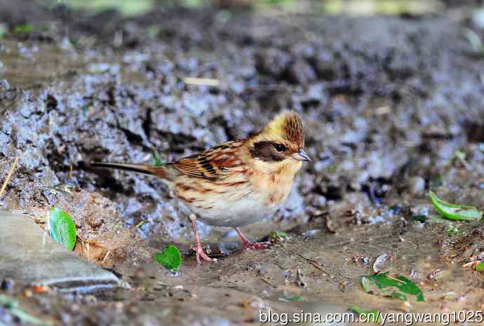 雌性黄喉鹀（11）