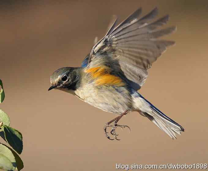 大卫携红胁GG飞版拜年