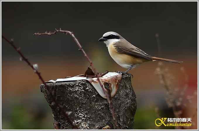 红尾伯劳一组【照片】