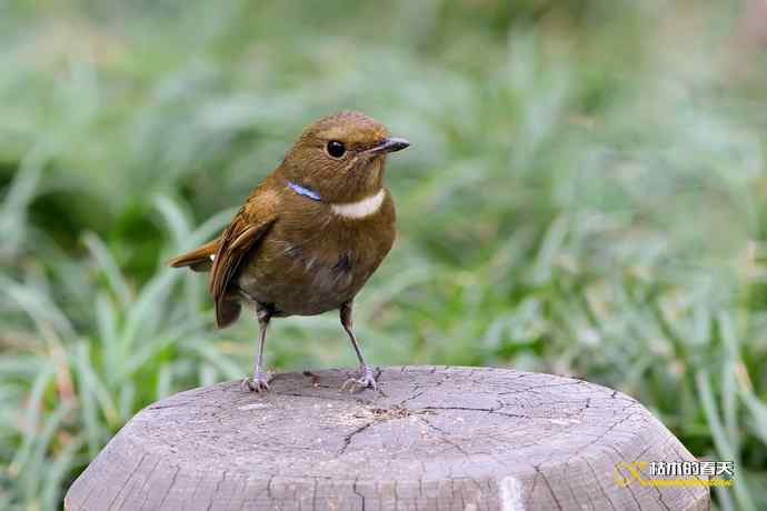 棕腹大仙鹟GG、MM