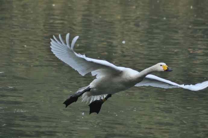 白天鹅、斑头雁