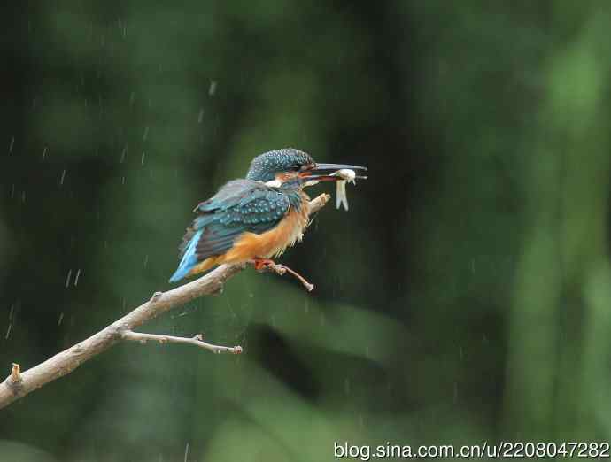 224.可爱小翠---翠鸟之吻