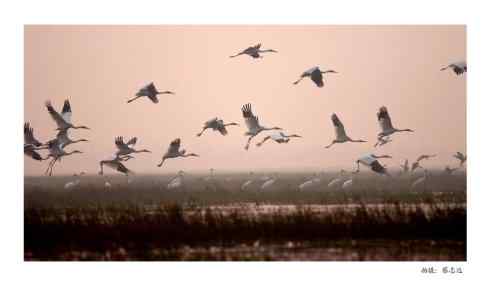 蔡志远鄱阳湖拍鸟不容易