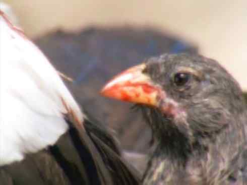 天生猎手:非猛禽类猎手之七 天生猎手:非猛禽类猎手之七