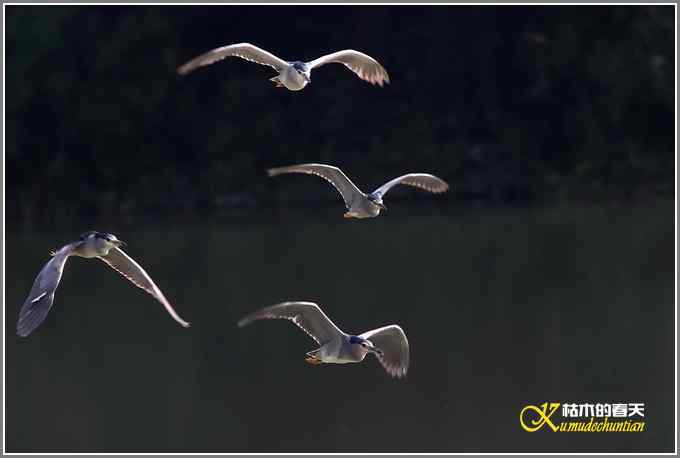 拍鸟需要一种心境【照片】