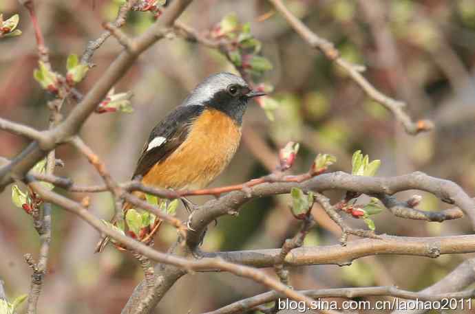 圣诞快乐,敬礼! 圣诞快乐,敬礼!
