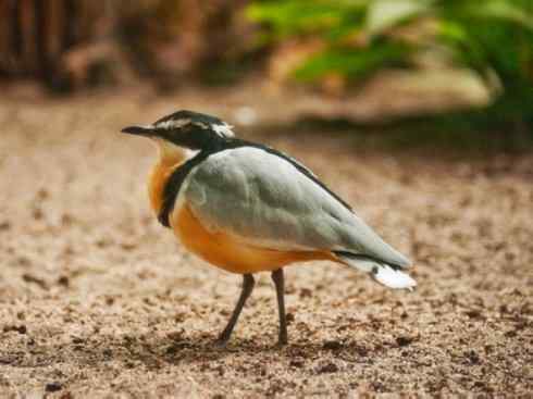 雀鸟也彪悍：与鳄共舞（埃及鸻）