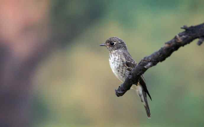 乌鹟翻飞送鸟荒