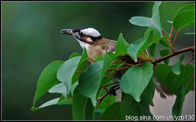 金海湖的鸟（2）——白头翁（组图）
