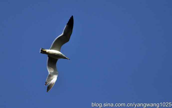 飞（海鸥）5