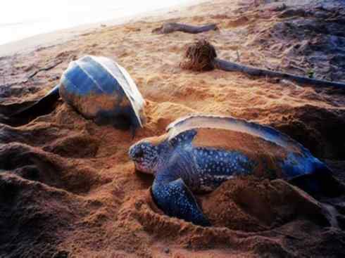 自然奇观：动物大迁徙(棱皮龟类)