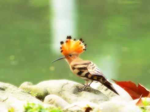 绝色攀禽:戴胜与林戴胜 绝色攀禽:戴胜与林戴胜