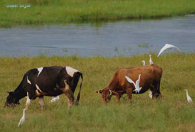 牛鹭两相伴 wbr景鸟一镜收 牛鹭两相伴 wbr景鸟一镜收
