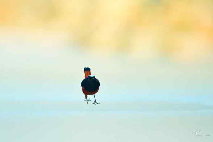 一组十渡的明星鸟贺新春