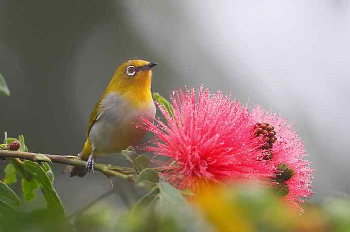 【版纳植物园三日 wbr新收获16种小鸟儿】 【版纳植物园三日 wbr新收获16种小鸟儿】
