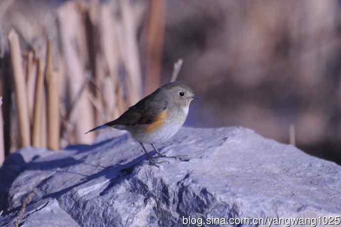 变焦（70-300）拍鸟儿【原版片】