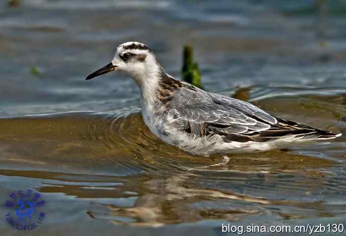 小洋口最大收获(组图,10张图片) 小洋口最大收获(组图,10张图片)