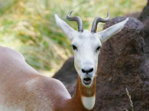 麒麟：传说的兽原型探秘（鹿羚）