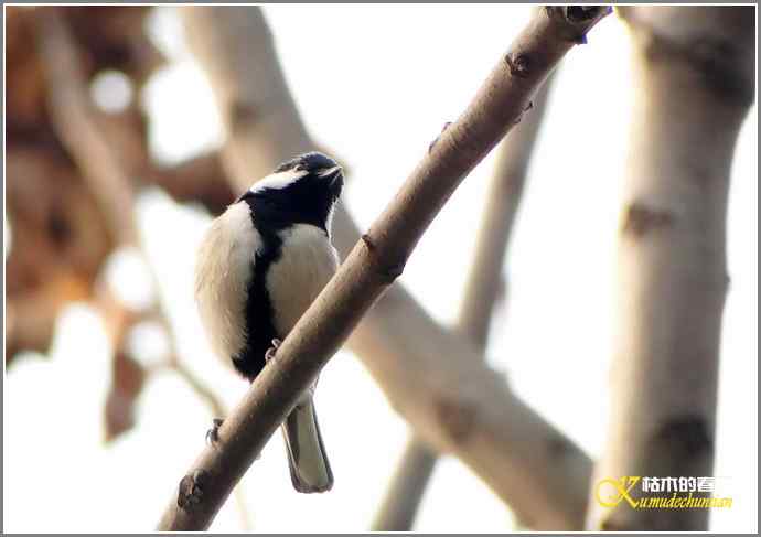 冬日拍鸟有感之一【照片】