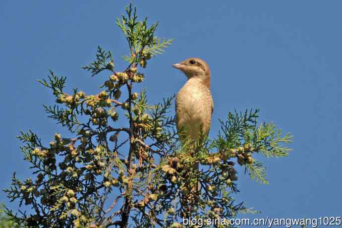 虎纹伯劳(1) 虎纹伯劳(1)